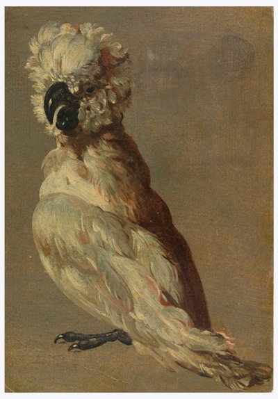 En hvidbrun kakadue af Unknown